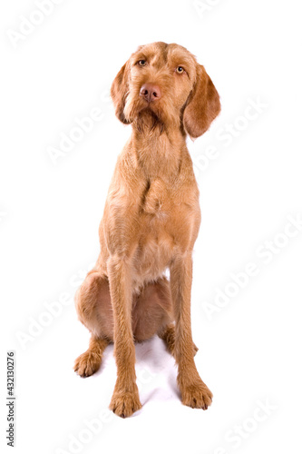 Czesky Fousek dog sitting isolated on a white background