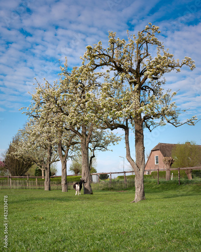 goats near blossoming spring orchard near oudewater in holland photo