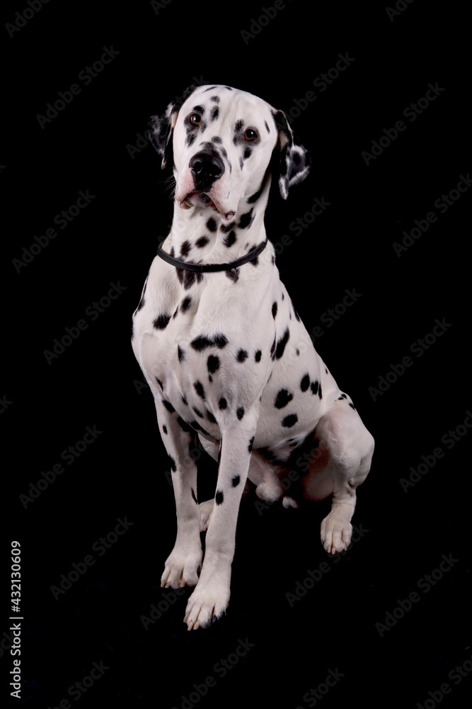 Dalmatian dog sitting isolated on a black background