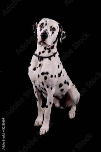 Dalmatian dog sitting isolated on a black background