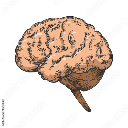 Human brain schematic vintage color sketch engraving vector illustration. Scratch board style imitation. Black and white hand drawn image.