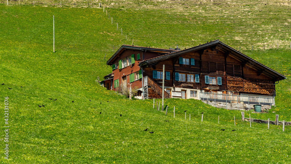 Alte Häuser in Ausserschwand, Adelboden. Ferienhäuser und alte Bauernhäuser in den Schweizer Bergen. travel in the Swiss mountains, with flying jackdaws, mountain jackdaws
