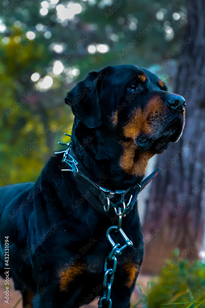 portrait of a black Rottweiler dog portrait of a black Rottweiler dog