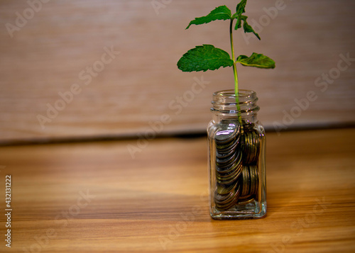 money saving grow,money-saving ,plant in a jar 