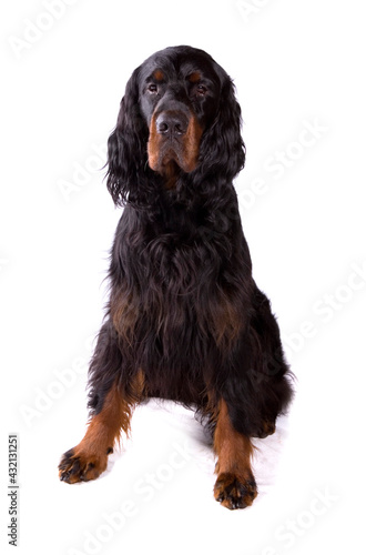 Fotografie Gordon Setter dog sitting isolated on a white background