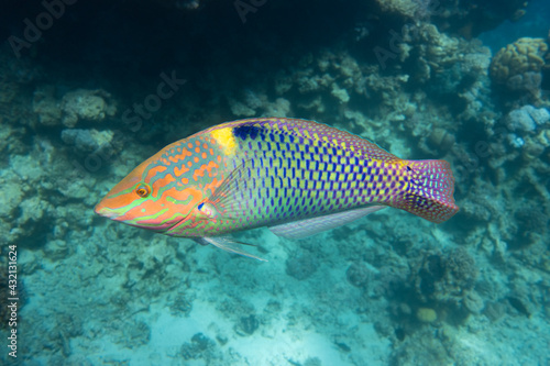 Foto Checkerboard Wrasse (Halichoeres hortulanus) in Red Sea