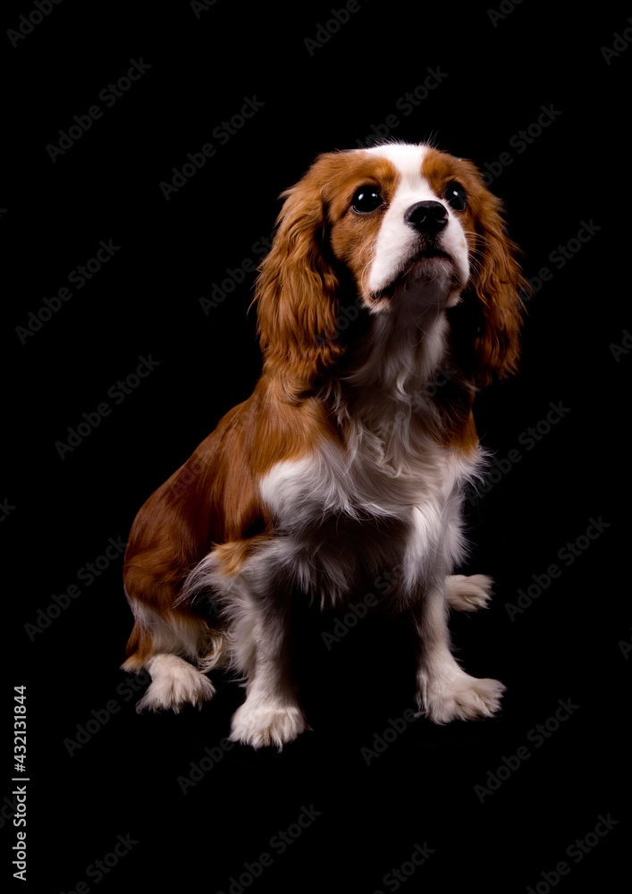 King Charles Spaniel dog isolated on a black background
