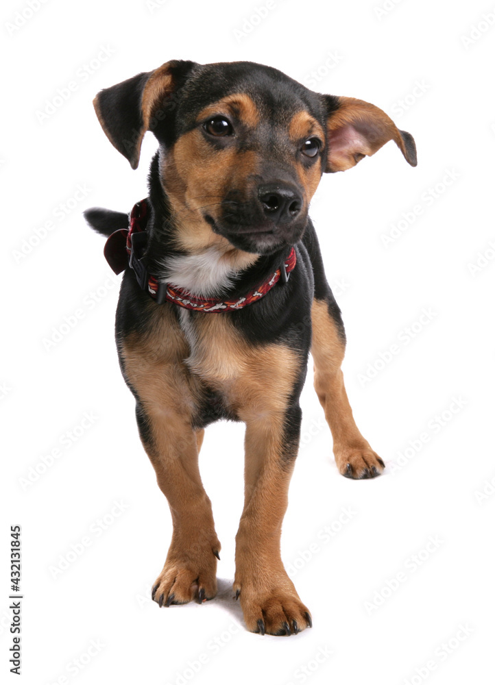 Jack Russell Terrier puppy dog isolated on a white background Jack Russell Terrier puppy dog isolated on a white background