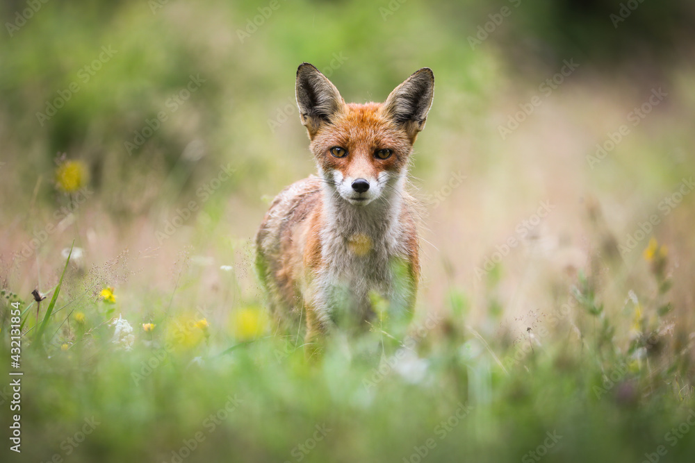 Red fox looking to the camera on blossoming meadow in summer