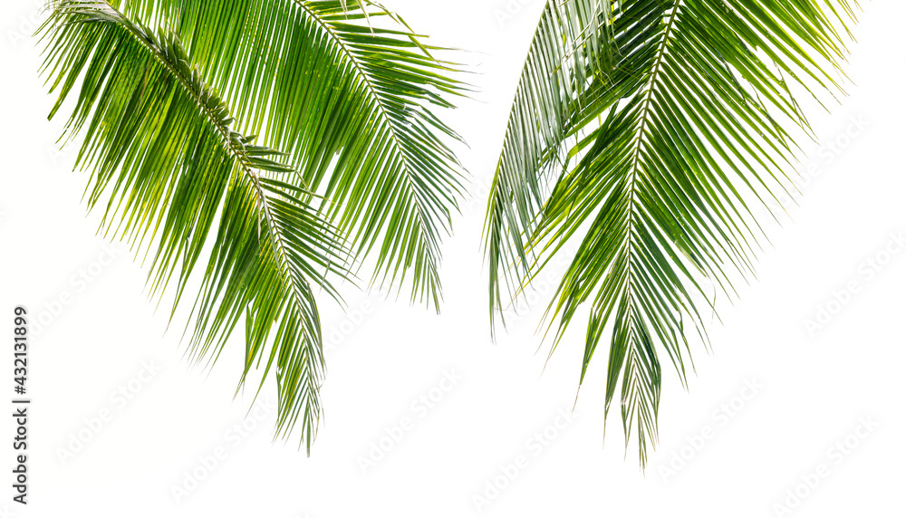 Green coconut palm leaves isolate on white background Green coconut palm leaves isolate on white background