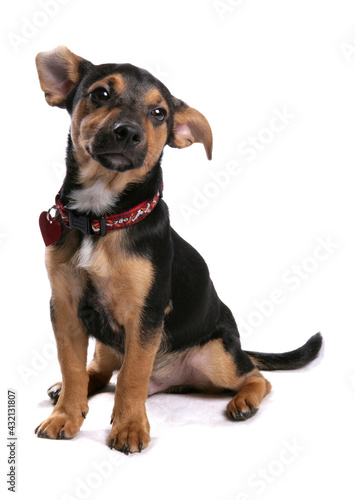 Jack Russell Terrier Puppy dog isolated on a white background