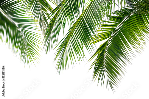 Coconut palm leaves on white background.