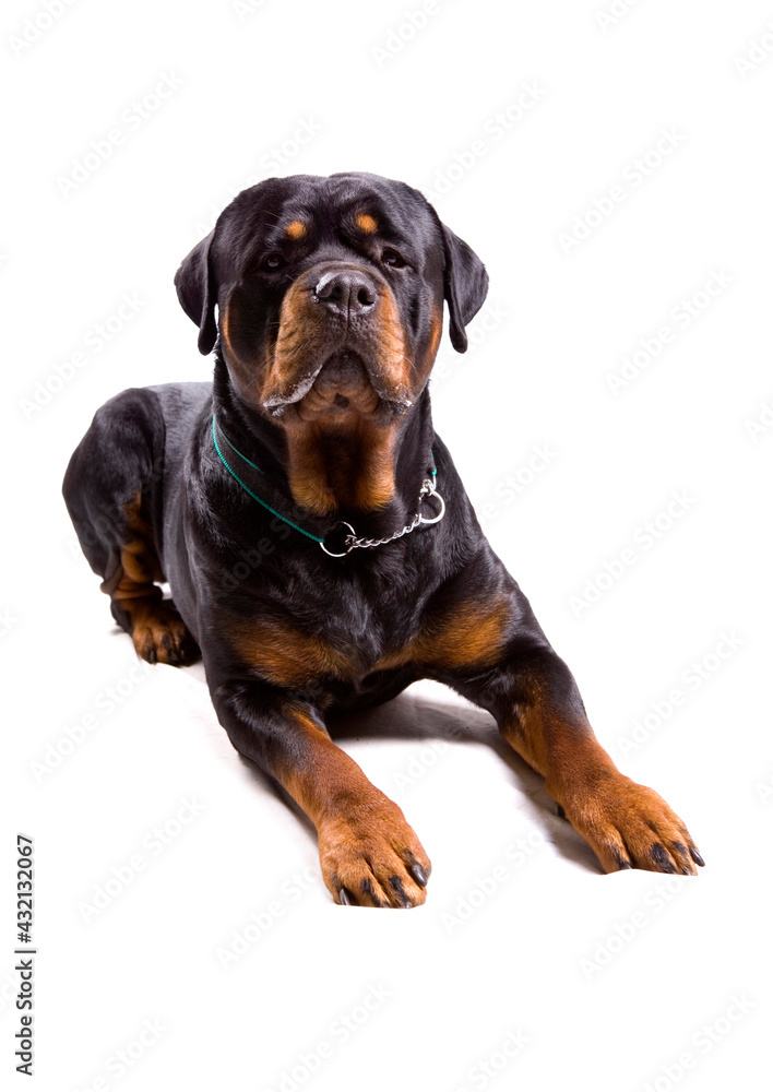 Rottweiler dog laying isolated on a white background Rottweiler dog laying isolated on a white background