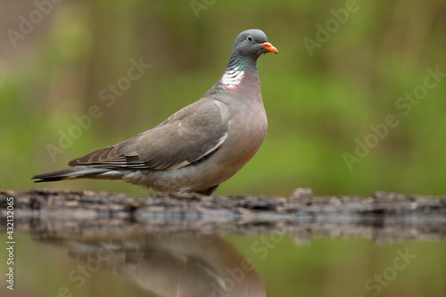 Adult common wood pigeon standing above the pond in summer © WildMedia