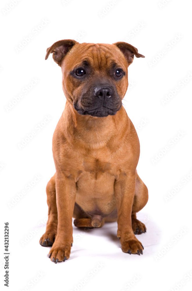 Staffordshire Bull Terrier puppy dog isolated on a white background