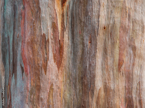 Abstract texture background of colorful of eucalyptus deglupta bark (Rainbow Eucalyptus tree). photo