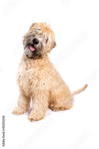 Soft Coated Wheaten Terrier dog sitting isolated on a white background