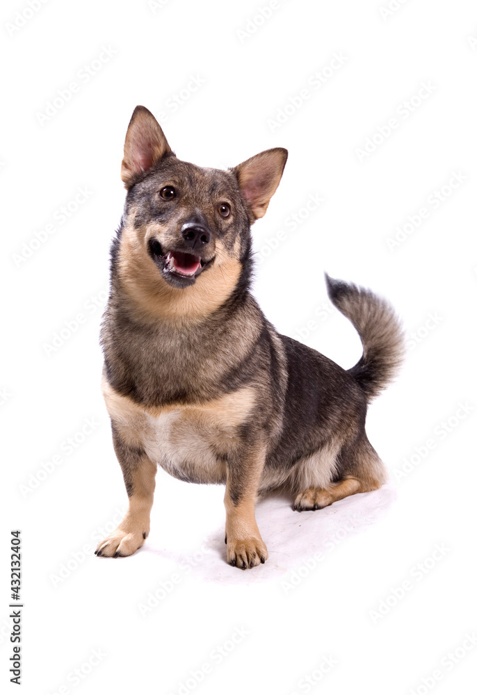 Swedish Vallhund dog sitting with open mouth isolated on a white background