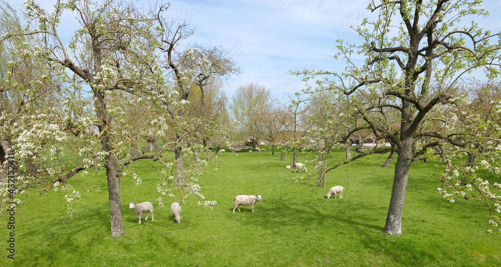 sheep and lambs in spring orchard under blue sky sheep and lambs in spring orchard under blue sky
