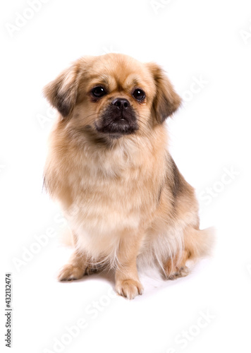 Slika na platnu Tibetan Spaniel dog sitting isolated on a white background