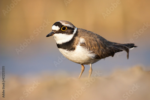 Little ringed plover standing near the riverbank in spring