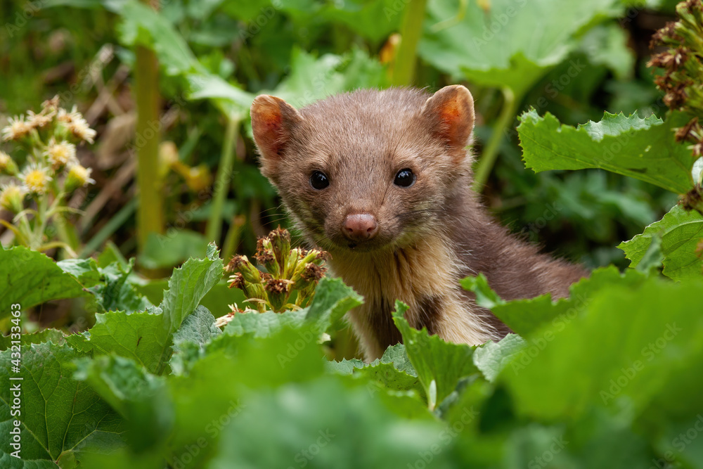 Pine marten peeking out from plants in summer nature