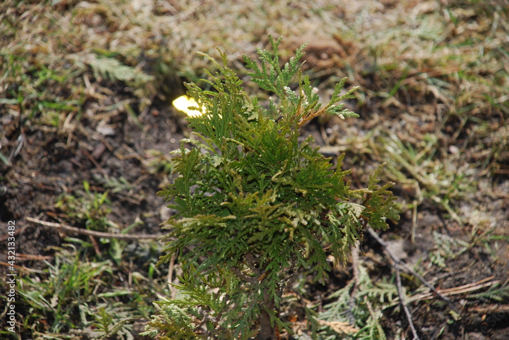 Low young shoots of a coniferous tree. Under the rays of the spring sun, the brown branches of a coniferous tree with many green needles on a background of light brown earth. Low young shoots of a coniferous tree. Under the rays of the spring sun, the brown branches of a coniferous tree with many green needles on a background of light brown earth.
