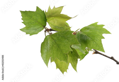 Young plane tree, sycamore twig with leaves in spring, isolated on white background, clipping path