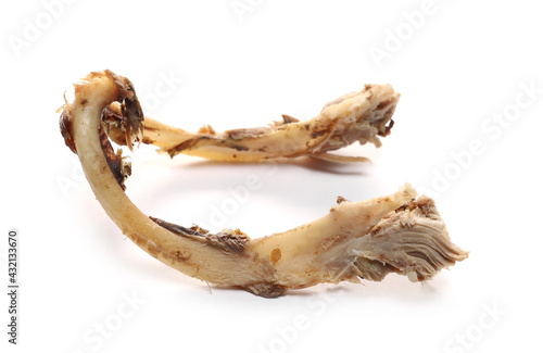 Gnawed goose bone isolated on white background