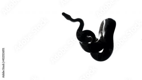 Footage of python silhouette on white background
