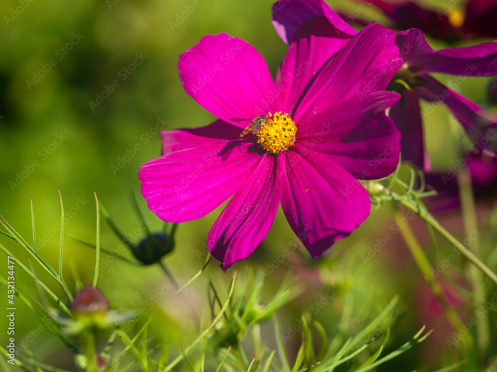 Pink cosmos flower, Cosmos bipinnatus, has a visitor hoverfly seeking nectar, closeup with selective focus and copy space Pink cosmos flower, Cosmos bipinnatus, has a visitor hoverfly seeking nectar, closeup with selective focus and copy space