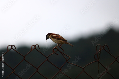 Sparrows existence at the world is the rearest