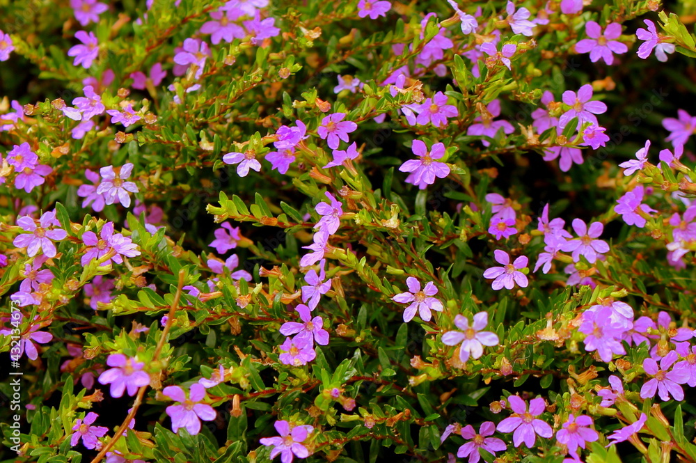 Obraz premium flowers in the garden