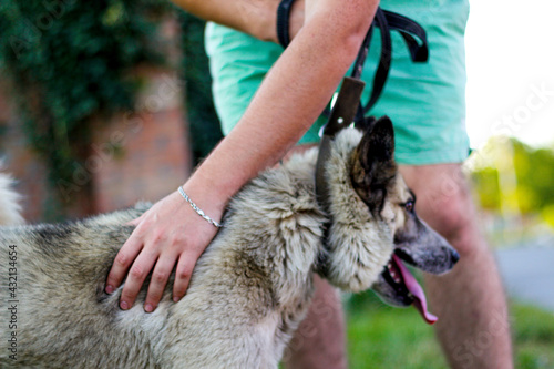Defocus happy smiling shaggy dog rewarded with a stroke. A man's hand is stroking funny husky. Love for pets and friendship concept. Pet give treats to hand close-up. Out of focus