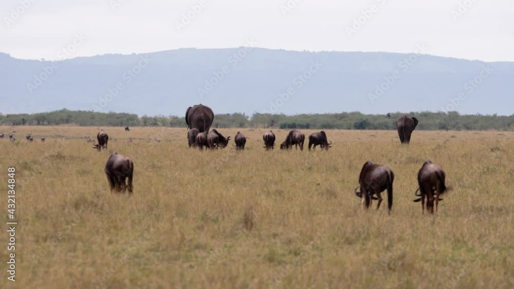A field full of grazing African elephants (Loxodonta africana) and African buffalos (Syncerus caffer). The Kenyan national parks have gorgeous grass, with sun shining up over them. A field full of grazing African elephants (Loxodonta africana) and African buffalos (Syncerus caffer). The Kenyan national parks have gorgeous grass, with sun shining up over them.