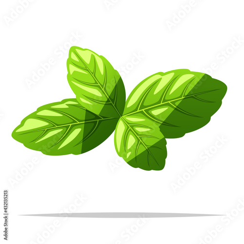 Basil leaves vector isolated illustration
