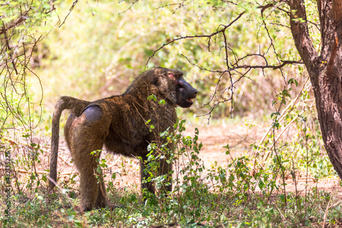 chacma baboon, papio ursinus, injured alpha male after a fight for a female. Chacma is strong and big african monkey. Chamo lake, Ethiopia Africa wildlife
