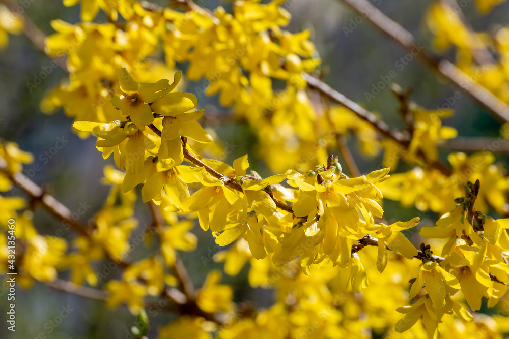 Bright yellow forsythia flowers in early spring Bright yellow forsythia flowers in early spring