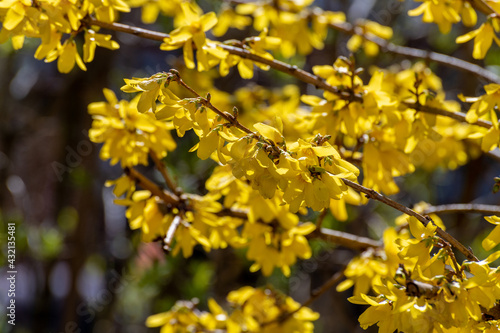 Bright yellow forsythia flowers in early spring