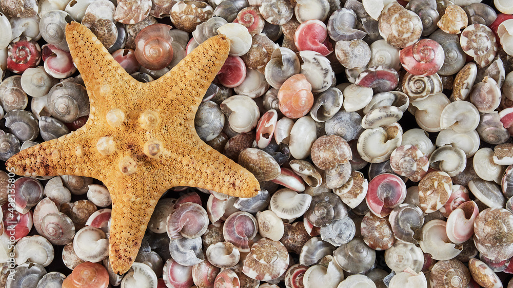 background of colorful shells with a starfish background of colorful shells with a starfish