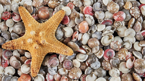 background of colorful shells with a starfish