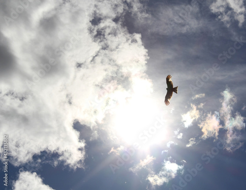 Hawk bird flies in the sky with clouds