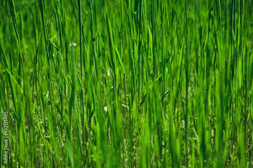 Green grass texture background for making green backdrop