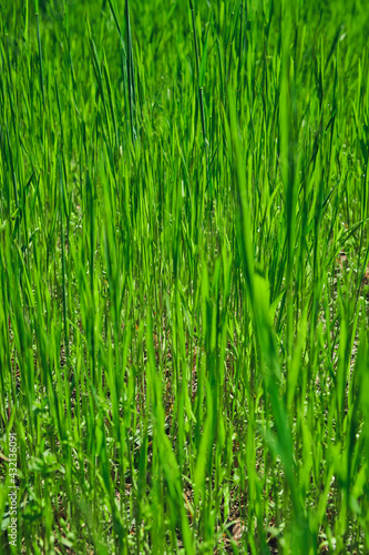 Green grass texture background for making green backdrop