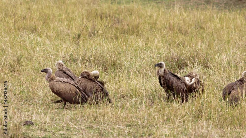 A Marabou stork (Leptoptilos crumenifer) sitting around with a group of hooded vulture (Necrosyrtes monachus). The stork is white and black and the vultures are brown with white heads. A Marabou stork (Leptoptilos crumenifer) sitting around with a group of hooded vulture (Necrosyrtes monachus). The stork is white and black and the vultures are brown with white heads.