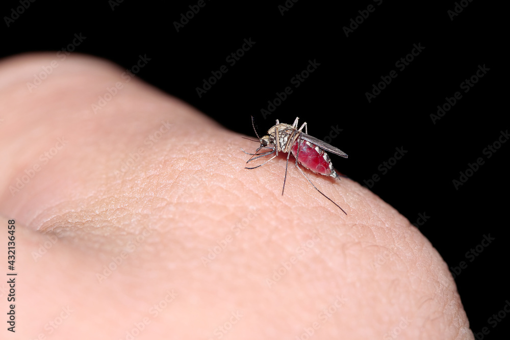 Mosquito Mosquito