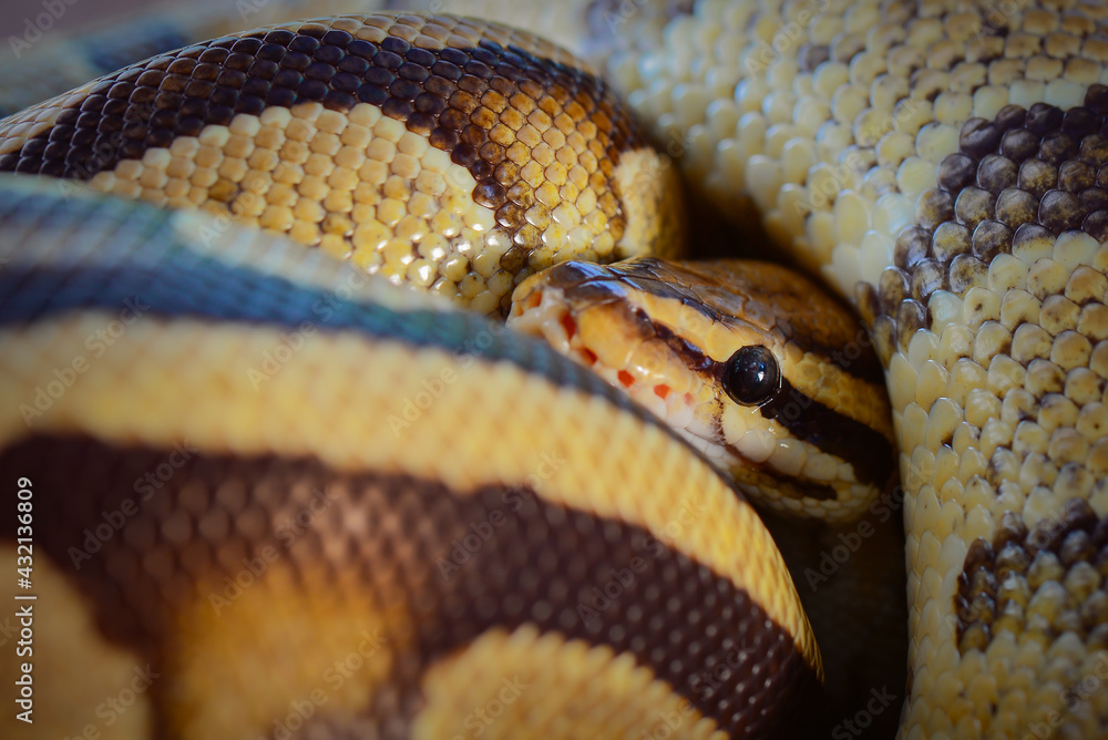 Obraz premium Python in the tropocal garden / snake