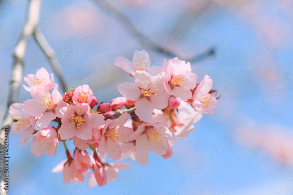 桜,青空,雲,ピンク 桜,青空,雲,ピンク