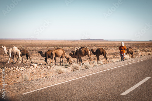 Camel herdin the desert