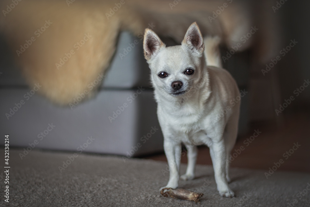 chihuahua dog sitting on the floor in the room chihuahua dog sitting on the floor in the room